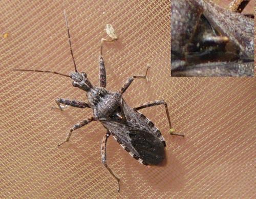 Réf. 189 931 : Coranus sp.